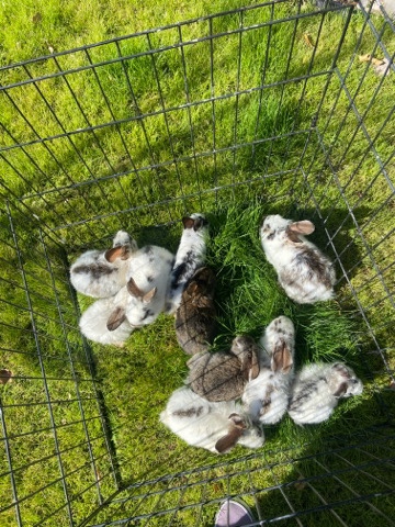 Trex Rabbits
