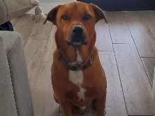 rehome 2, kid friendly dogs – Bastrop