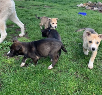 Siberian Husky – pitsky puppies $200