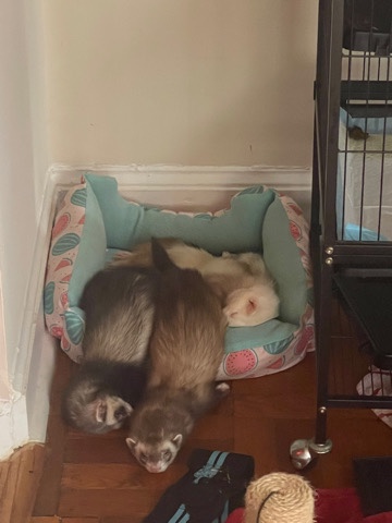 ferret – Rehoming 3 ferrets