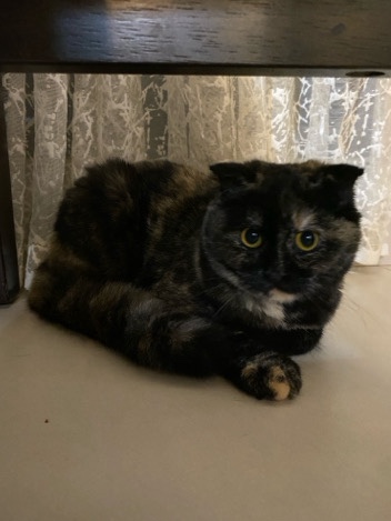 Ragdoll – Ragdoll/Scottish Fold 7 Month Old Female Cat