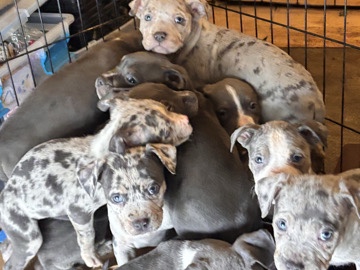 American Pit Bull Terrier – Standard American bully babies – Charlotte