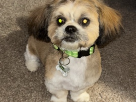 Shih Tzu - SHIH TZU PUPPY available for adoption in Greensboro