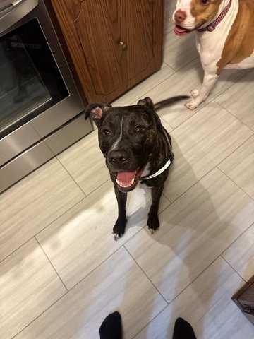 American Pit Bull Terrier – rehome