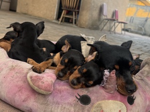 🐾 Mini Pinscher Puppies Looking for Their Forever Home! 🐾