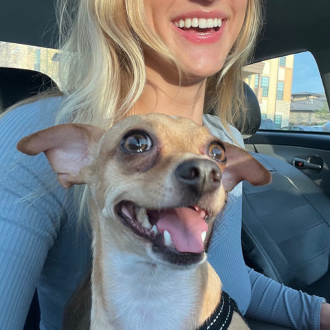 Chihuahua – Very sweet and loving chihuahua