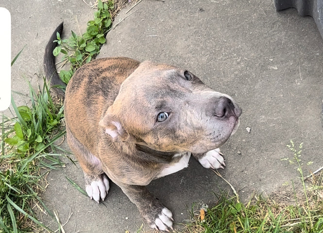American Pit Bull Terrier – she needs a home
