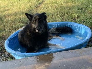 German Shepherd – take him please – Pflugerville