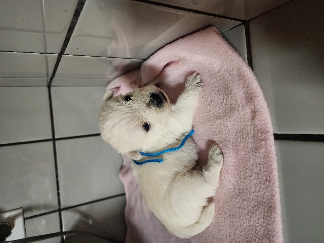 Westies for sale