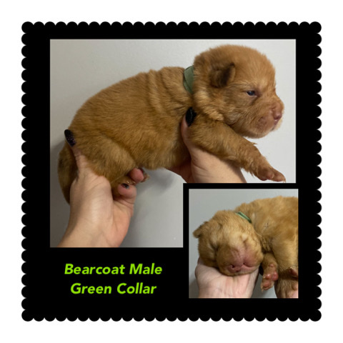 Shar Pei – shar pei bear coat puppies