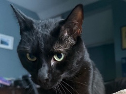 American Shorthair – Kiwi: Free to Good Home – North Chelmsford