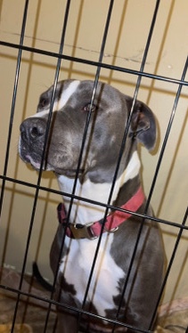 American Pit Bull Terrier – female pit bull