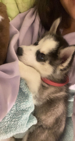 Siberian Husky – Blue Eyed Husky