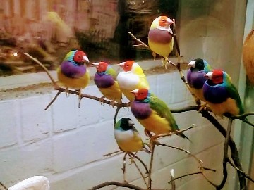 Lady Gouldin Finches