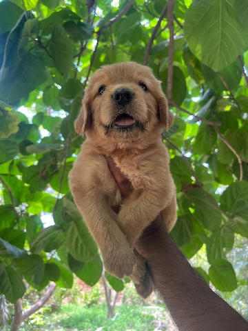 Golden Retriever – Golden Retriever Male pup