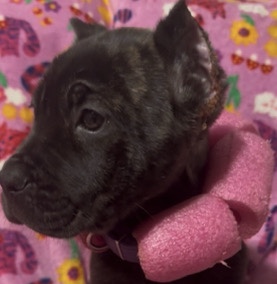Cane Corso – Brindle female Corso pup – Smithville