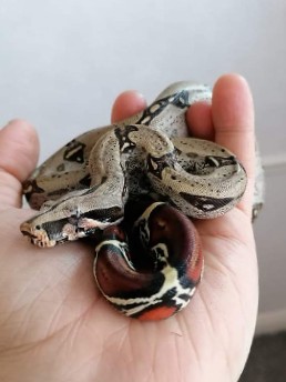 Any – True Red Tail Peruvian BCC