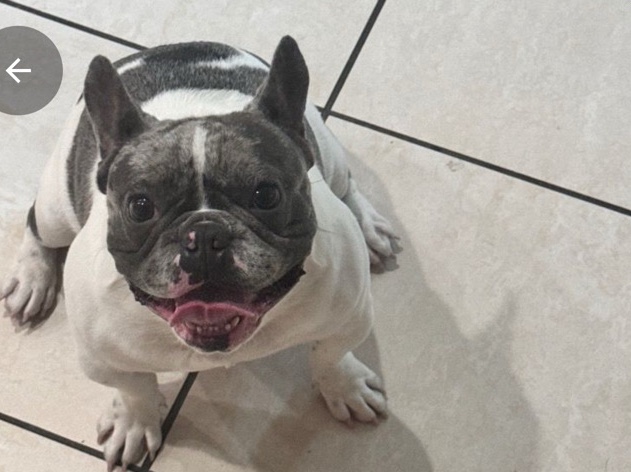 French Bulldog – selling frenchie – Fremont