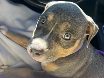 American Bulldog – American Bulldog Puppy for Sale – 10 Weeks Old – West Sacramento