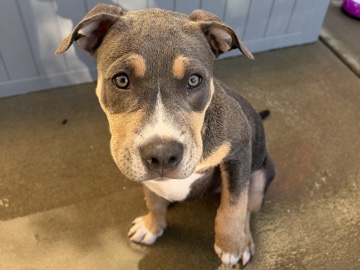 American Bulldog – American Bulldog Puppy for Sale – 10 Weeks Old – Petaluma