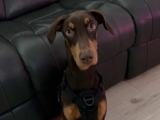 full breed Doberman girl puppy