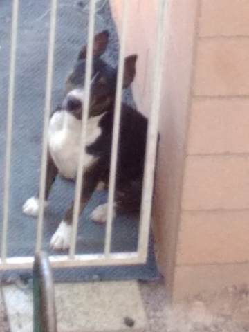 American Pit Bull Terrier – Rehome for West Coast