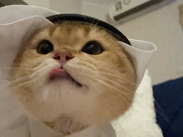 للبيع قط سكوتش فولد