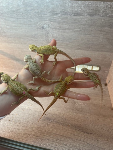 Standard&leatherback beardies dragons