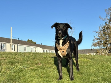 Labrador Retriever – Rehome – Newport