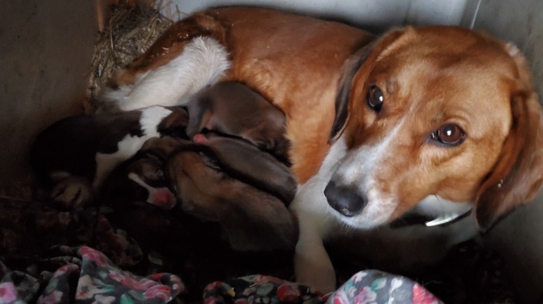 Beagle – Beagle/Border Collie Mix Puppies