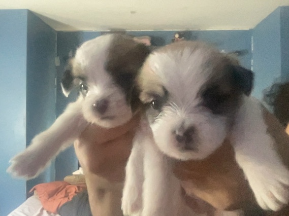 Shih Tzu – heyy! have a litter of 6 shih-Tzu pups ( 3 boys 3 girls) – Camden