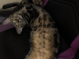 Russian White, Black and Tabby – I’m moving and I can’t keep my muffin – Philadelphia