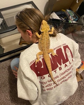 beardie for sale