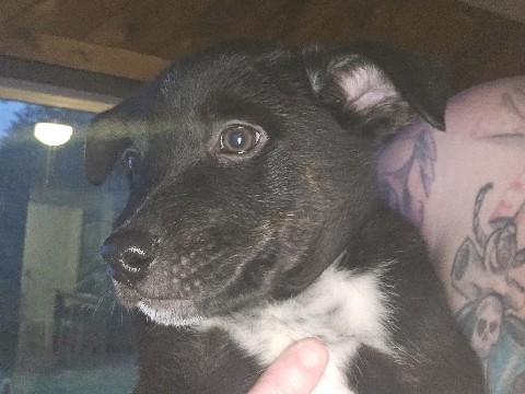 Lancashire Heeler – 8 week old Puppies