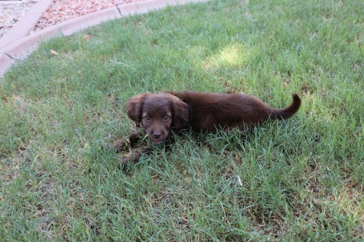Cockapoo Female Puppy