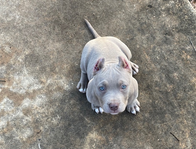 American Bulldog – American Bully (price negotiable)