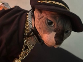 Somali – syphxn cat – Miami