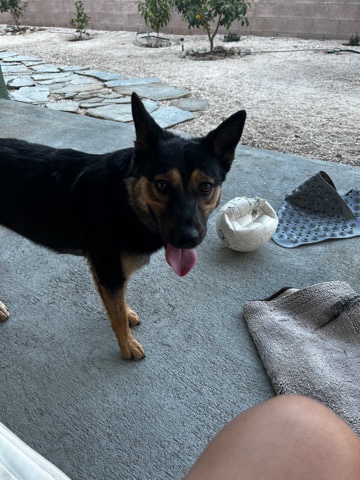 German Shepherd – rehousing German shepherd mix