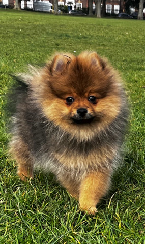 Pomeranian – Toy size pomeranian