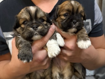 Lhasa Apso – Gorgeous Lhasa apso puppies ONLY 2 BOYS LEFT – Wakefield