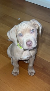 Cane Corso – cane corso puppies for sale