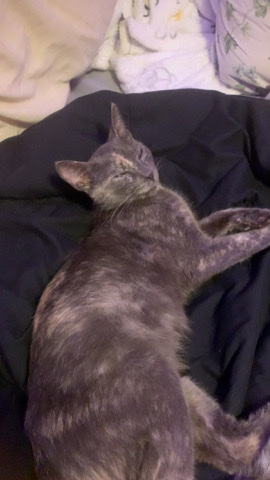 Rescue Tortoiseshell Cat