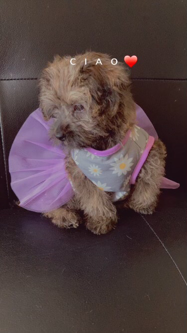 Yorkshire Terrier – Yorkshire terrier / miniature poodle