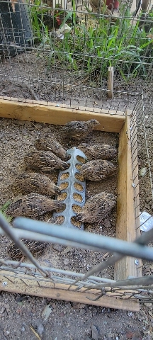 quails