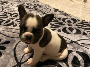 Bulldog – vendo Bulldog francês 1.000