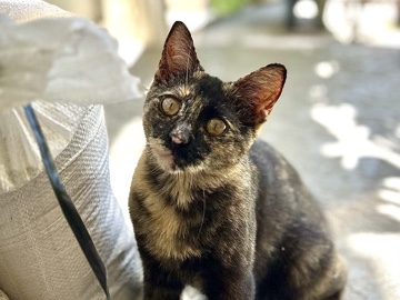 American Shorthair – Meet Ember – Orlando
