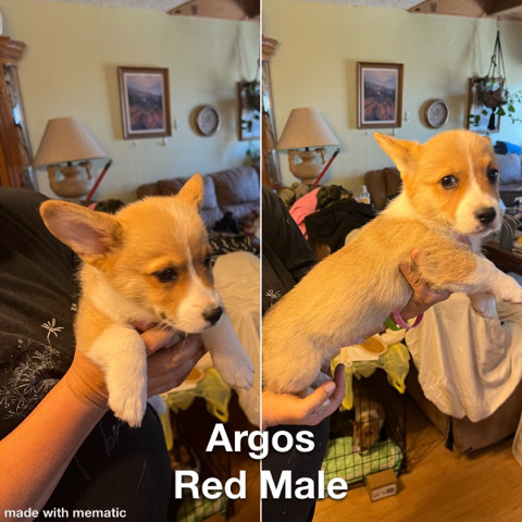 Pembroke Welsh Corgi – AKC Corgi puppies