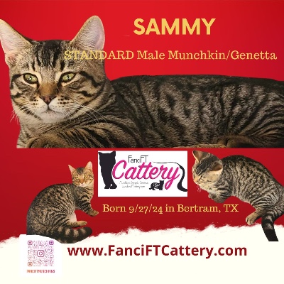 Munchkin - SAMMY the Munchkin/Genetta available for adoption in Dallas