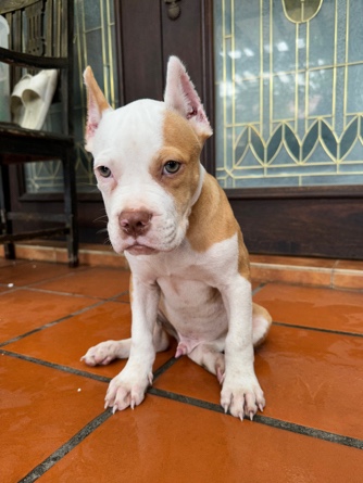 XL Pitbull