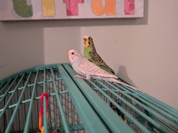 2 budgies
